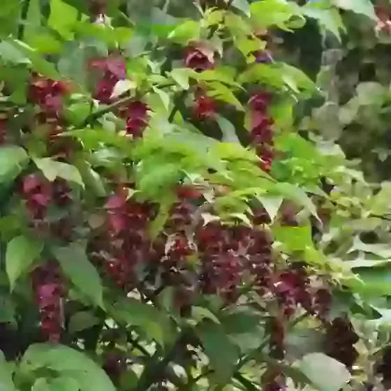 Leycesteria Formosa Pheasant Berry Himalayan Honeysuckle